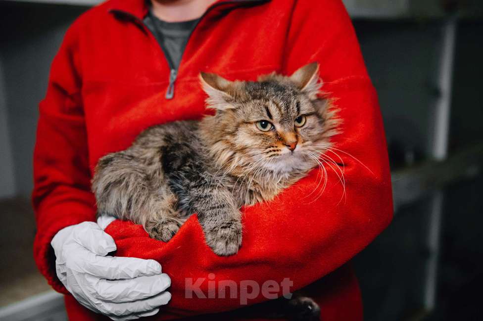 Кошки в Москве: Скромный котик Изюм ждет своего человека! Мальчик, Бесплатно - фото 2
