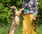 Собаки в Москве: самая обнимательная собака  Девочка, Бесплатно - фото 5