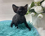 Кошки в Москве: Котенок Девон Рекс черная девочка Девочка, 75 000 руб. - фото 2