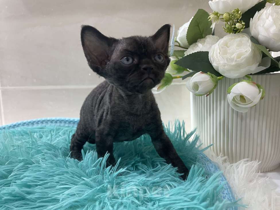 Кошки в Москве: Котенок Девон Рекс черная девочка Девочка, 75 000 руб. - фото 2