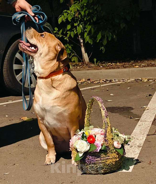 Собаки в Москве: Девочка, Жемчужинка, преданность и ласка Девочка, Бесплатно - фото 2