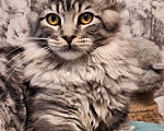 Кошки в Москве: Котёнок мейн кун мальчик Мальчик, 15 000 руб. - фото 5
