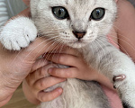 Кошки в Красногорске: Шотландские котята , 15 000 руб. - фото 7