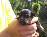 Собаки в Лыткарино: Вязка, 34 руб. - фото 4