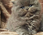 Кошки в Дивногорске: Британские клубные котята., 10 000 руб. - фото 3