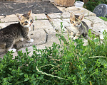 Кошки в Подольске: Отдам котят в добрые руки Мальчик, Бесплатно - фото 5