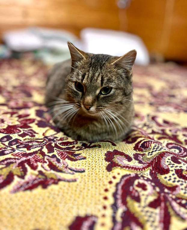 Кошки в Москве: Благородная и ласковая кошка Сима в добрые руки Девочка, 1 руб. - фото 6