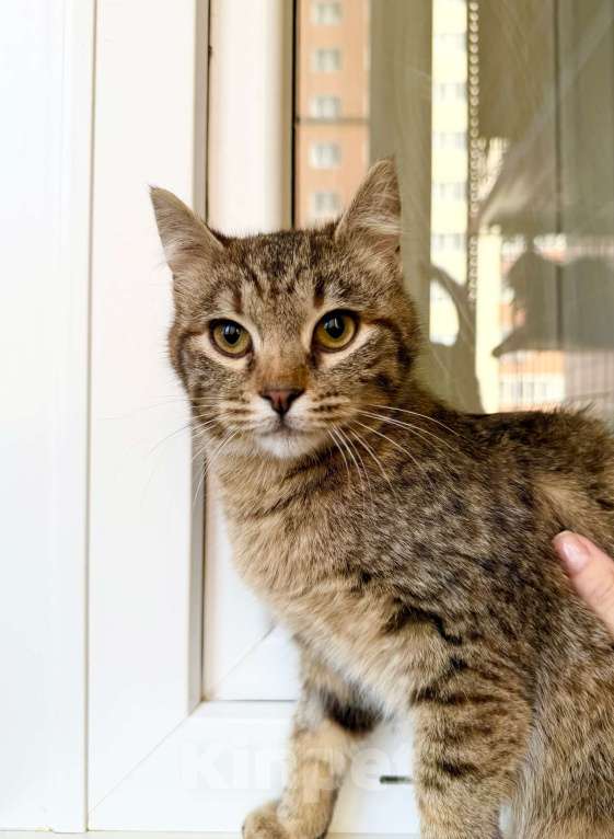 Кошки в Москве: Котенок Плюша -полосатая девочка в добрые руки Девочка, Бесплатно - фото 4