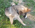 Собаки в Пензе: Щенки метисы даром Мальчик, Бесплатно - фото 5