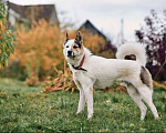 Собаки в Сергиеве Посаде: Айс якутенок в добрые руки Мальчик, Бесплатно - фото 10