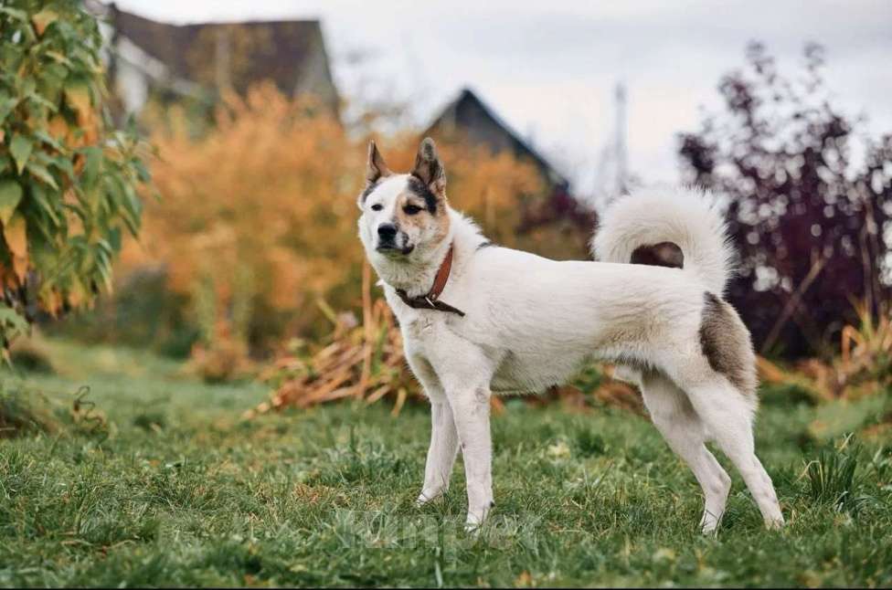 Собаки в Сергиеве Посаде: Айс якутенок в добрые руки Мальчик, Бесплатно - фото 10