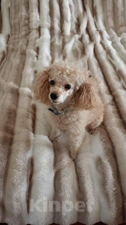 Собаки в Альметьевске: Той-пудель вязка  Мальчик, 1 000 руб. - фото 2