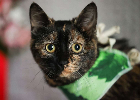 Котенка подростка жестоко выкинули на улицу