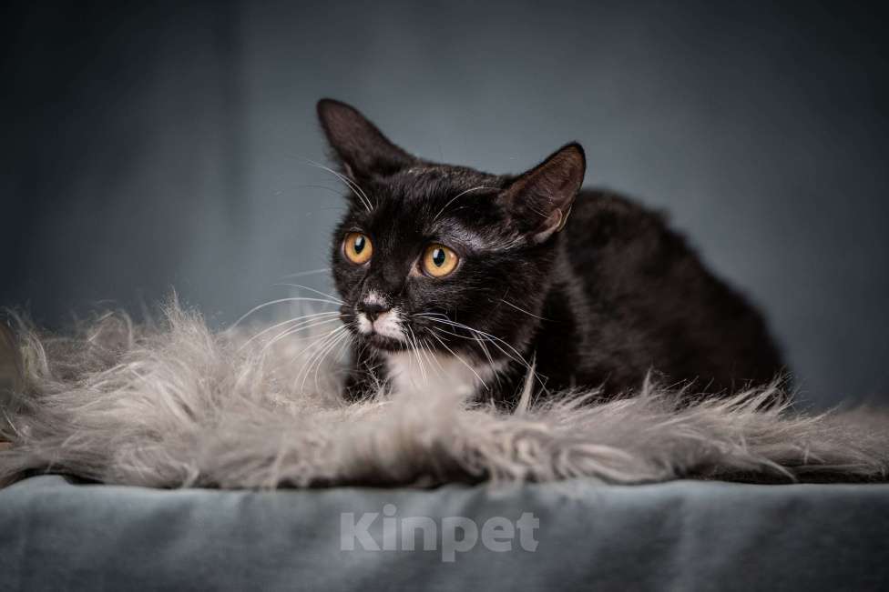 Кошки в Клине: Котюлька — очаровательная молодая кошечка Девочка, Бесплатно - фото 4