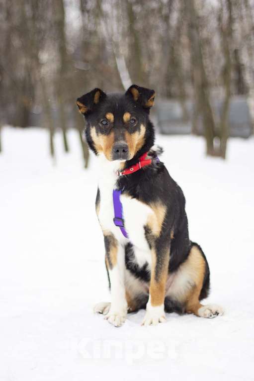 Собаки в Москве: Идеальная собака для спокойных прогулок Джеки в поисках своей семьи Девочка, Бесплатно - фото 4