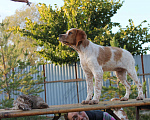 Собаки в Уфе: Легавые щенки от рабочих родителей Девочка, Бесплатно - фото 1