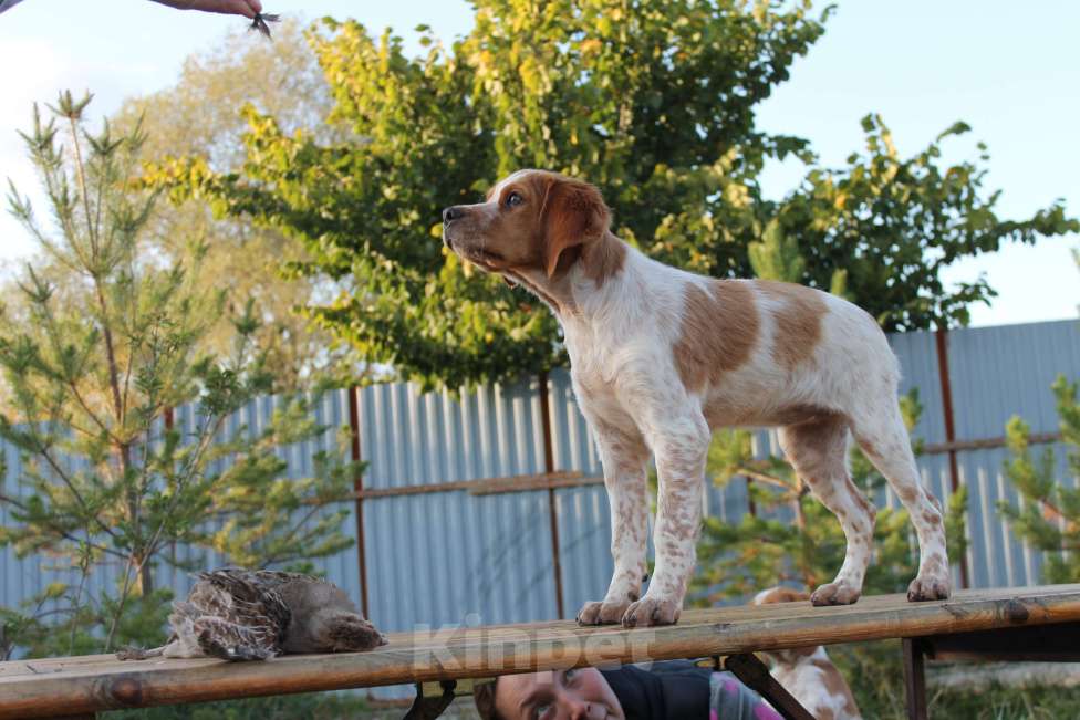 Собаки в Уфе: Легавые щенки от рабочих родителей Девочка, Бесплатно - фото 1
