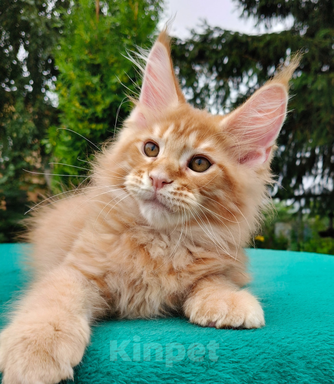 Кошки в Санкт-Петербурге: Котята мейн-кун Разнополые, 40 000 руб. - фото 6
