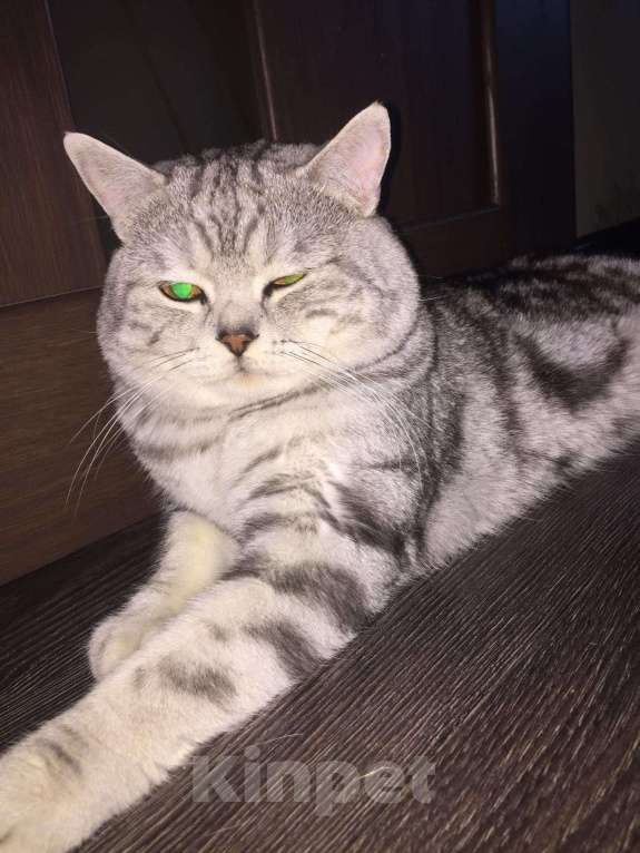 Кошки в Моздоке: Вязка. Шотландский прямоухий кот, 2 000 руб. - фото 1