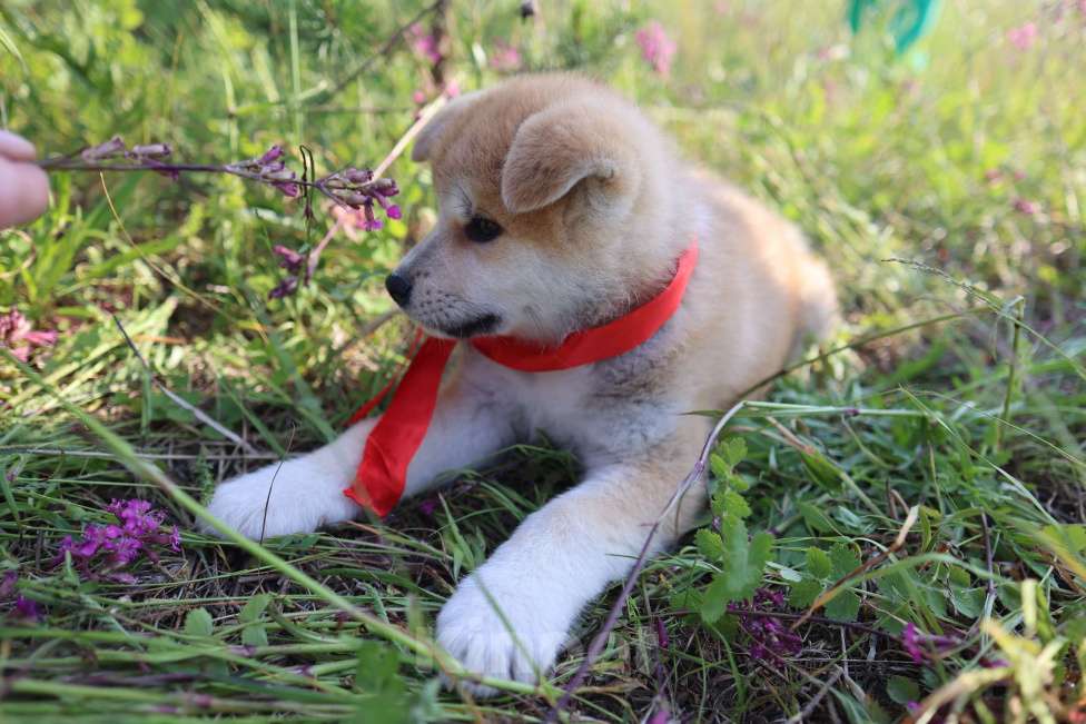 Собаки в Ижевске: Хатико, дети рыжего и тигрового окраса Девочка, Бесплатно - фото 2