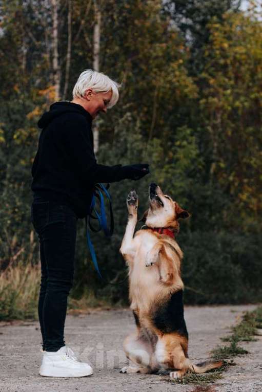 Собаки в Москве: Брошенная плохими хозяевами умница Сима ищет дом Девочка, 1 руб. - фото 3
