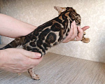 Кошки в Москве: Клубные бенгальские котята Мальчик, 50 000 руб. - фото 3