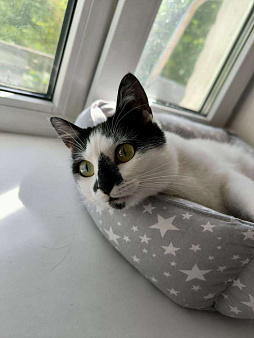 микро-кошечка Нюша ищет дом.