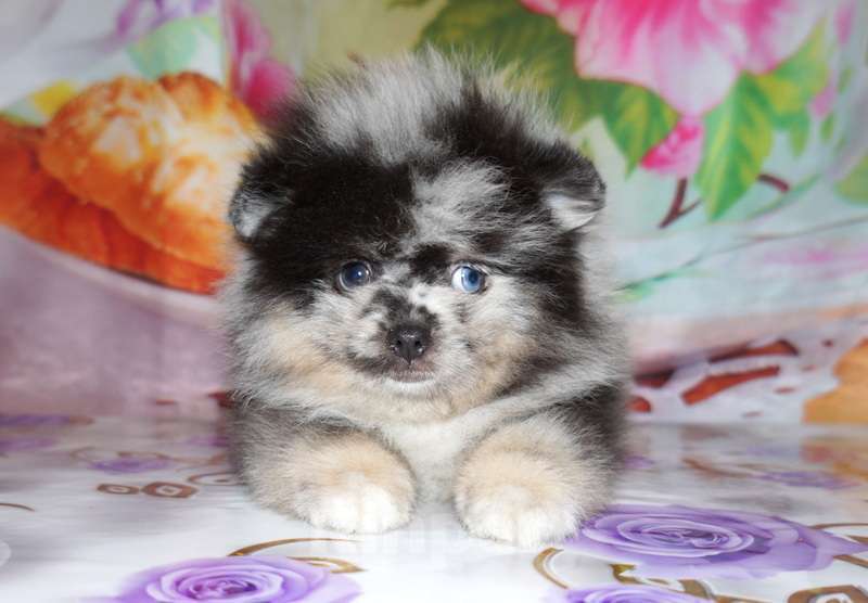 Собаки в Рязани: Мраморный шпиц  Мальчик, 25 000 руб. - фото 5