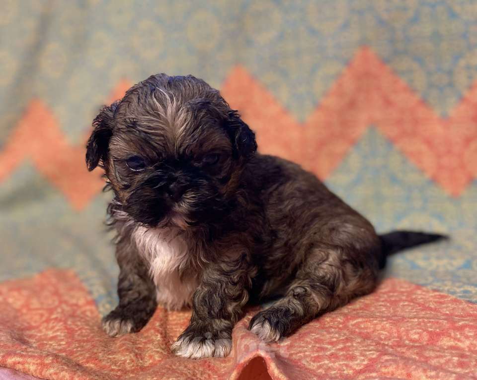 Собаки в Санкт-Петербурге: Великолепный золотой мальчик ши тцу  Мальчик, 35 000 руб. - фото 10