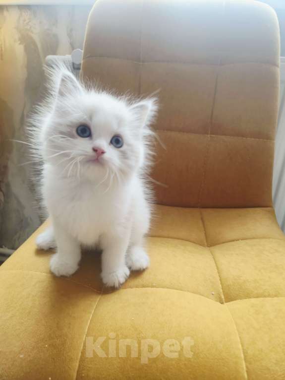 Кошки в Москве: Чуденейший котёнок Рэгдолл Мальчик, 98 000 руб. - фото 5