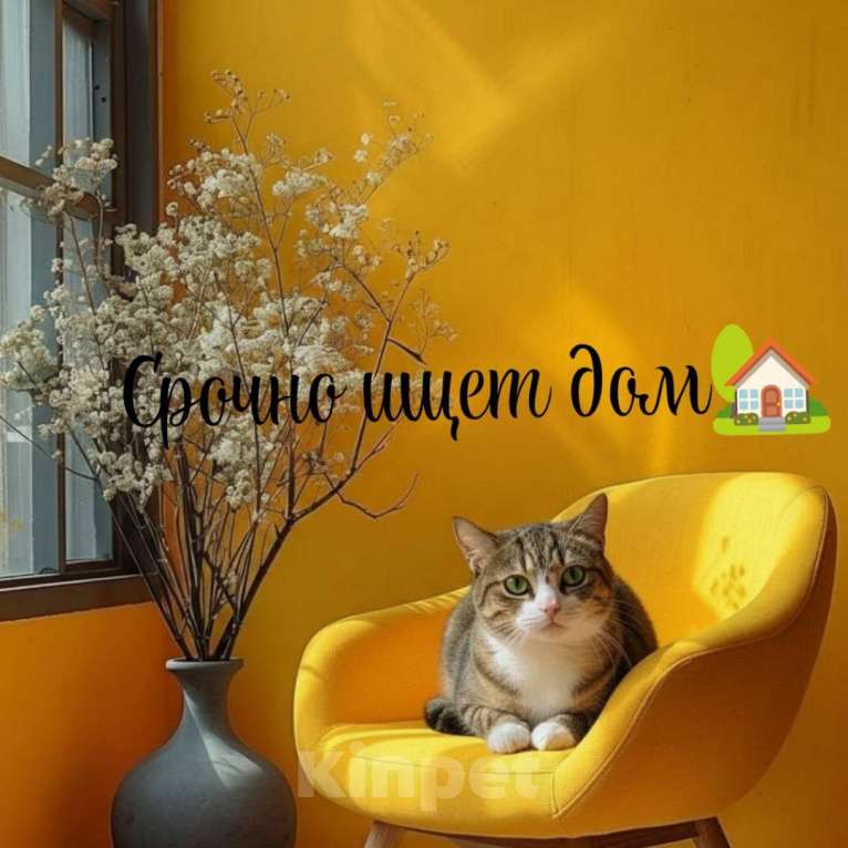 Кошки в Санкт-Петербурге: Кошка в добрые руки Девочка, Бесплатно - фото 1