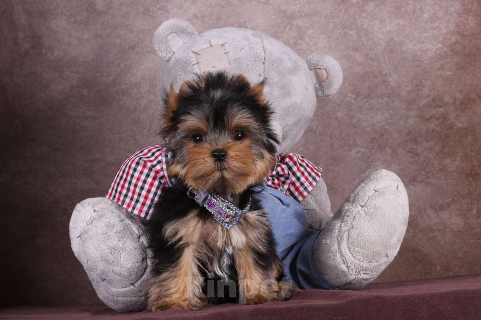 Собаки в Москве: Йоркширский  красавчик Ювентус Мальчик, 45 000 руб. - фото 4