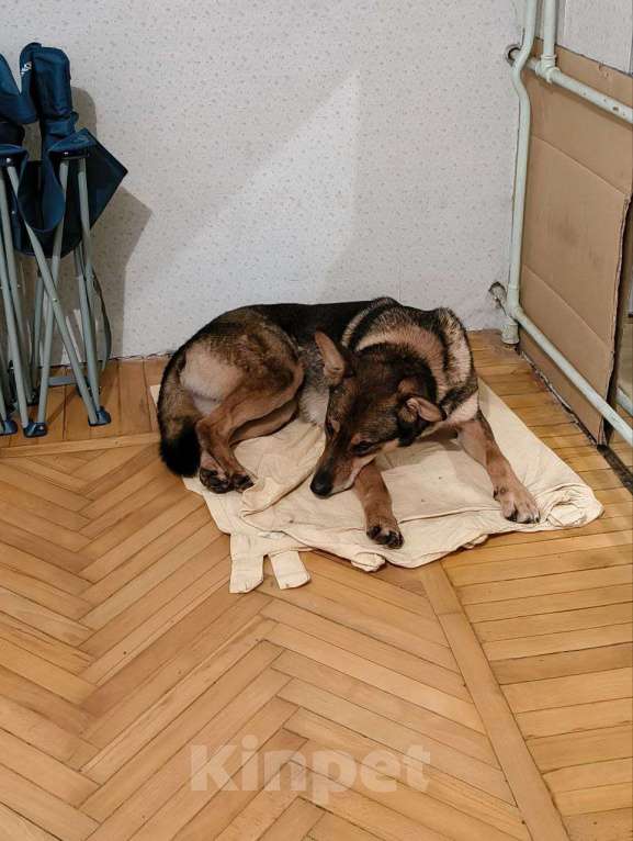 Собаки в Красногорске: Молодой мальчик Юджин ждёт своего хозяина  Мальчик, Бесплатно - фото 4