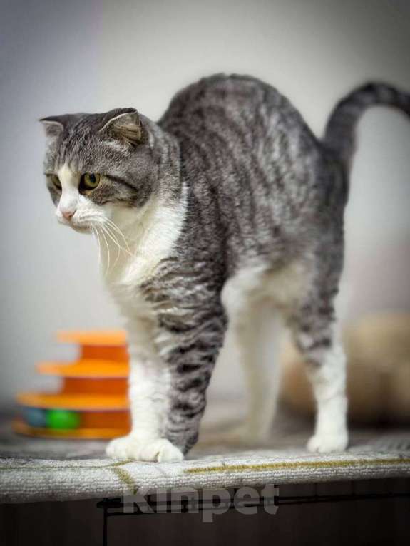 Кошки в Санкт-Петербурге: Зена — бесстрашная королева ищет дом!  Девочка, Бесплатно - фото 2