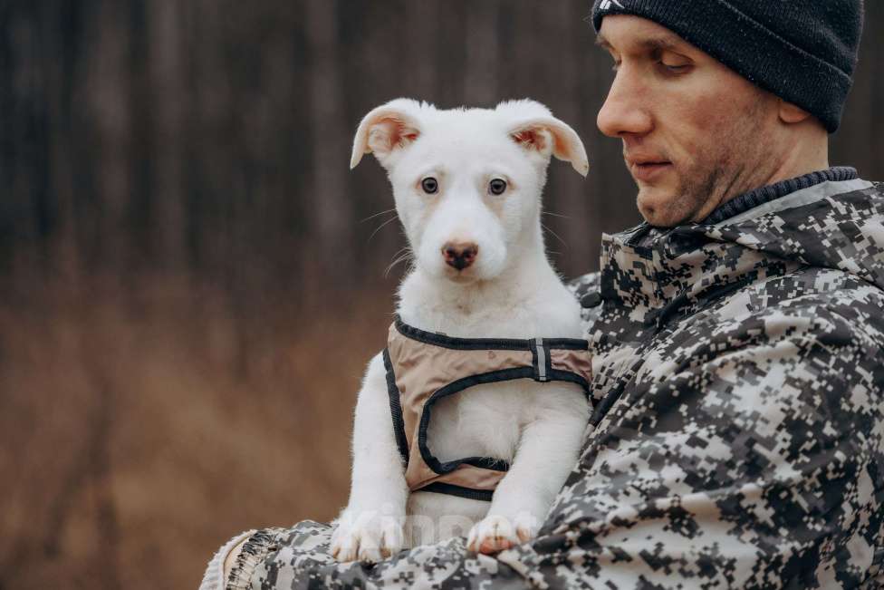 Собаки в Москве: Щенок-девочка, белоснежная красотка в дар Девочка, Бесплатно - фото 9