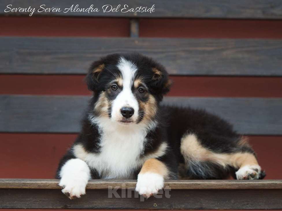 Собаки в Москве: Щенок миниатюрная американская овчарка (миниаусси) Девочка, 100 000 руб. - фото 3