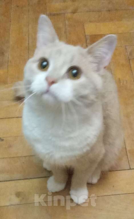 Кошки в Москве: Рыженький шотландский  котик-подросток Мальчик, Бесплатно - фото 2