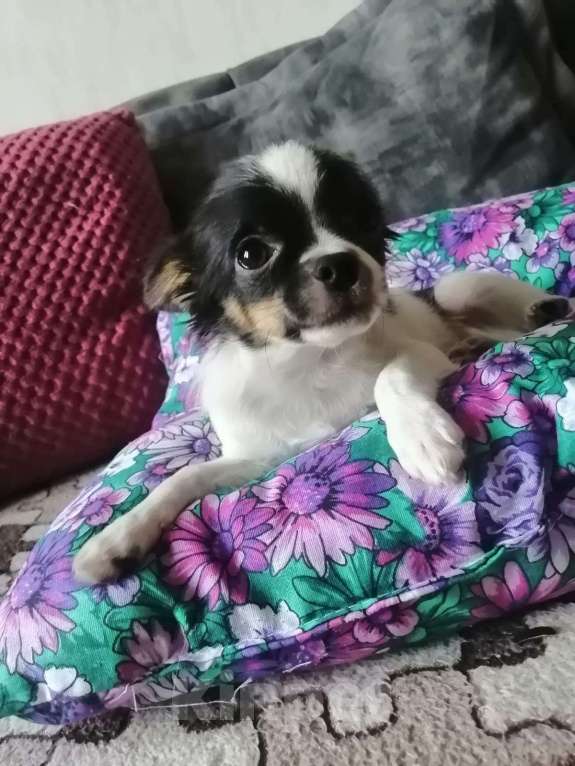 Собаки в Краснодаре: Чишка мальчик  Мальчик, 15 000 руб. - фото 3