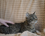 Кошки в Москве: Котенок в добрые руки Девочка, Бесплатно - фото 2