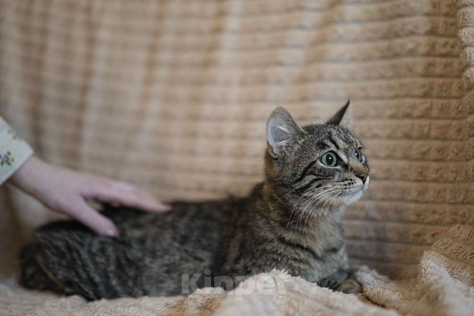 Кошки в Москве: Котенок в добрые руки Девочка, Бесплатно - фото 2