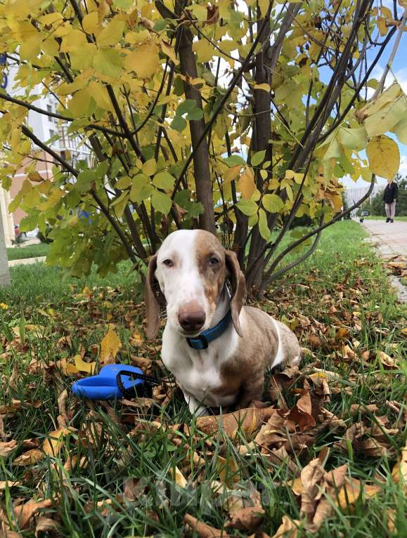 Собаки в Анапе: Друг Мальчик, 10 000 руб. - фото 2