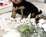 Собаки в Чебоксарах: Щенки йоркширского терьера Мальчик, 16 000 руб. - фото 2