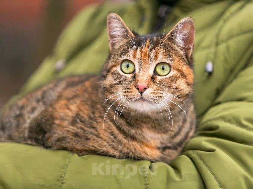Кошки в Москве: Кошка Лиза очень хочет домой.  Девочка, 1 руб. - фото 1