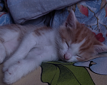 Кошки в Пятигорске: Симба Мальчик, Бесплатно - фото 1