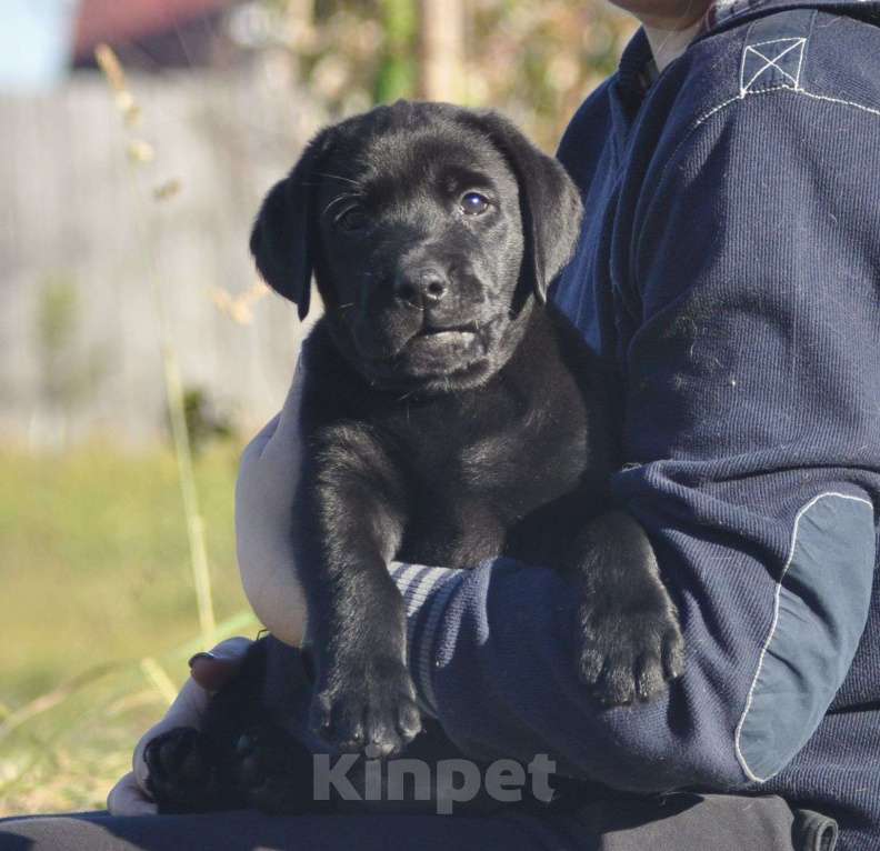 Собаки в Ижевске: Щенки лабрадора ретривера! Мальчик, 60 000 руб. - фото 5