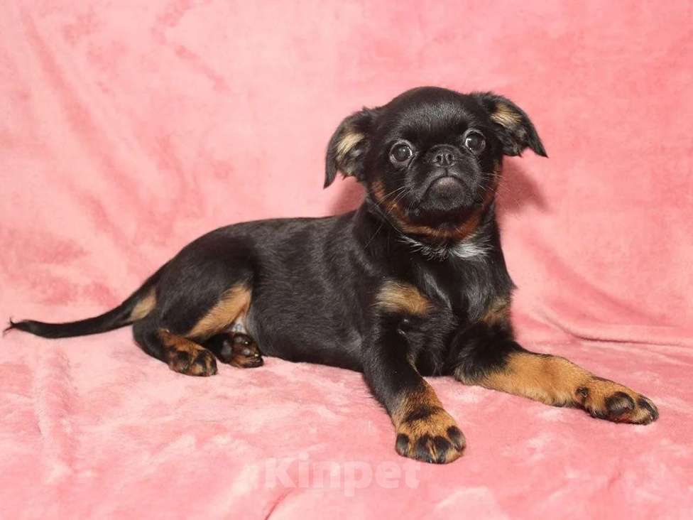 Собаки в Санкт-Петербурге: Маленькая принцесса Девочка, 80 000 руб. - фото 1