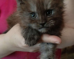 Кошки в Москве: Котёнок мейн-кун мальчик 1 мес. Мальчик, 60 000 руб. - фото 1