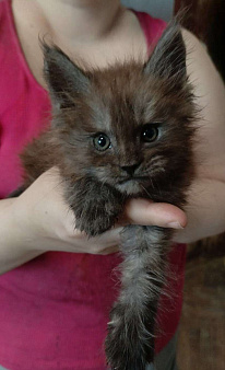 Котёнок мейн-кун мальчик 1 мес.