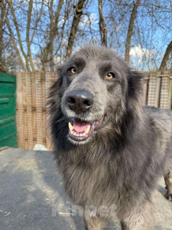 Собаки в Балашихе: Смокки - настоящий красавец Мальчик, Бесплатно - фото 2