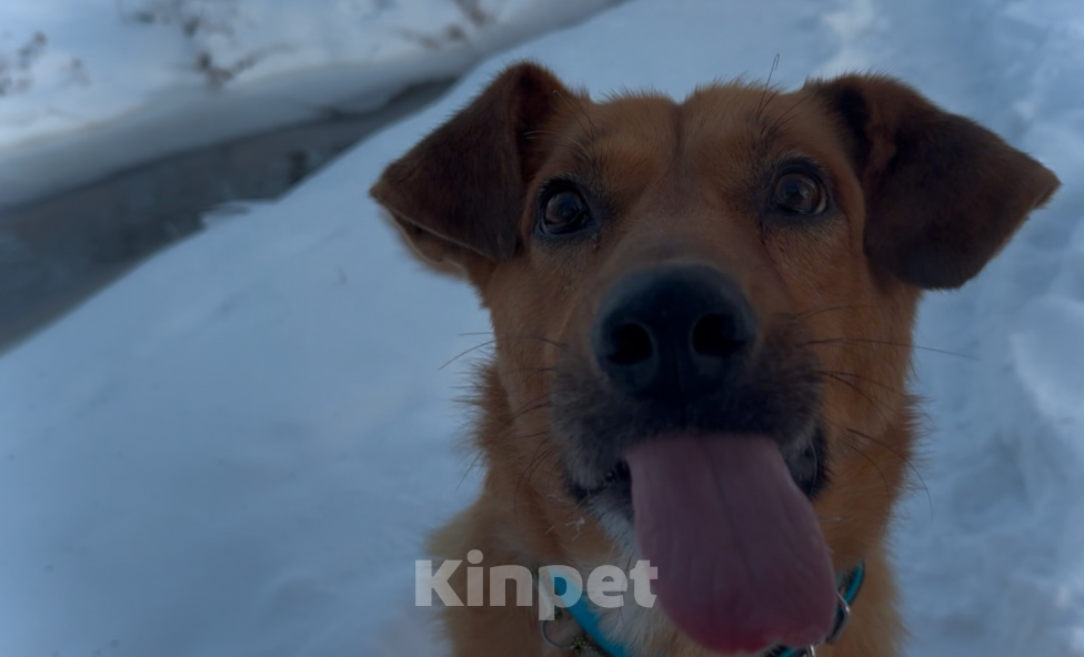 Собаки в Санкт-Петербурге: Подари надежду💔 Мальчик, Бесплатно - фото 1
